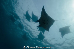 Manta rays, passing in surface. by Oksana Maksymova 